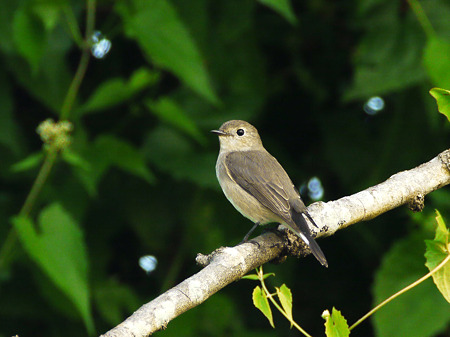 オジロヒタキ(Red-throated Flycatcher) P1070168_R