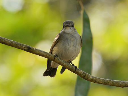 オジロヒタキ(Red-throated Flycatcher) P1110900_R