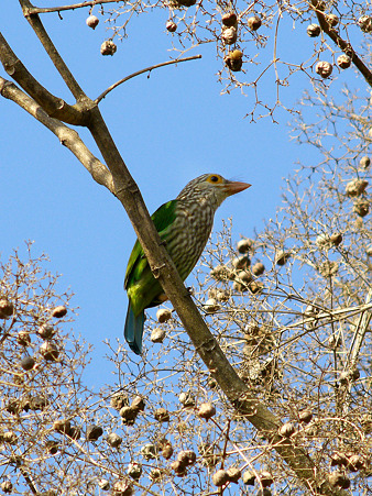 シロボシオオゴシキドリ(Lineated Barbet) P1120674_R