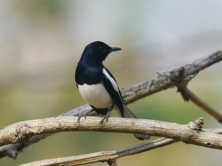 シキチョウ(Oriental Magpie Robin) P1150746_R.jpg