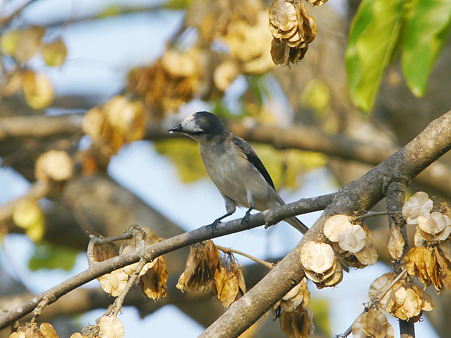 サンショウクイ♂(Ashy Minivet) P1160708_R