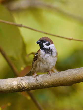 スズメ(Eurasian Tree-sparrow) P1080762_R