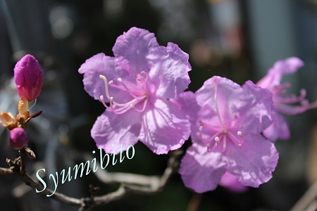 我が家の花壇にて
