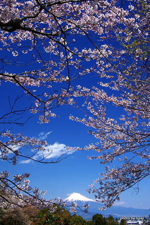 日本平の桜2012.4-2