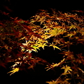 『闇浮。。。』