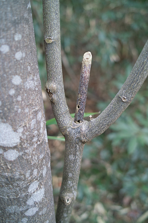 tree03072012dp2
