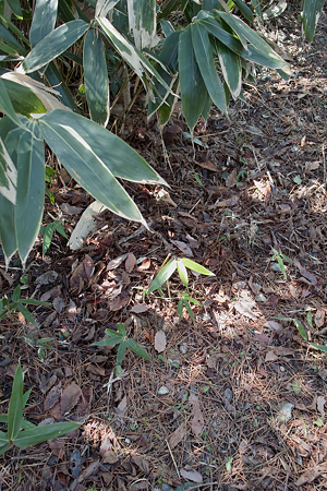 bamboo_leaves03212012dp1