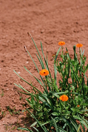 Flower_CONTAX159MM_Velvia100_05212011-01