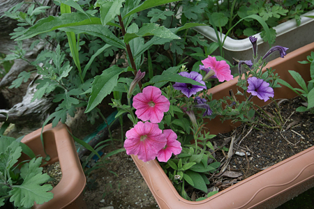 Flower07022011sd15-03