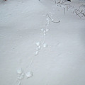 雪質によるウサギ足跡の変化　2012.1.17　宮城蔵王山麓