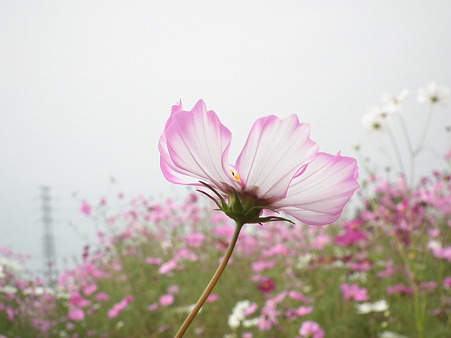 智光山 287