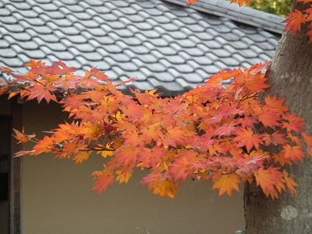 紅葉 714