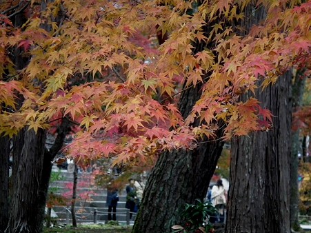 京都 752