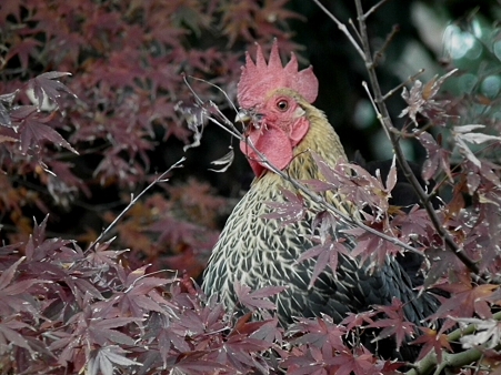紅葉 632