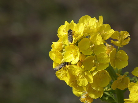 DSCF0064