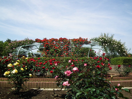 25智光山薔薇