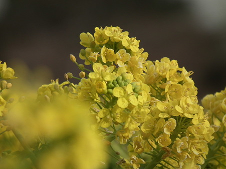 DSCF0542