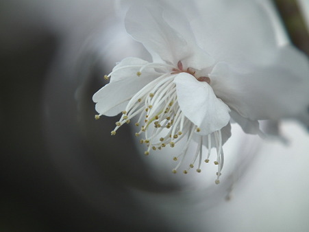 DSCF0010
