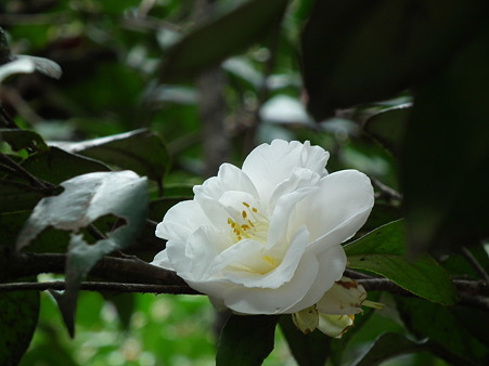 DSCF0206