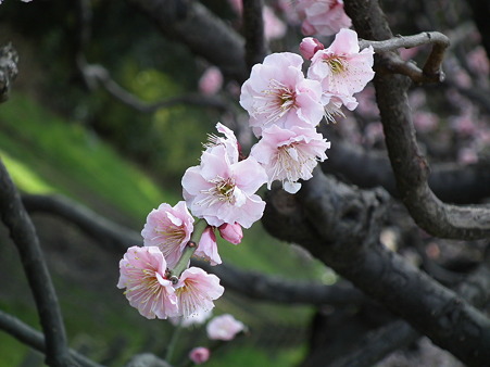 DSCF0246