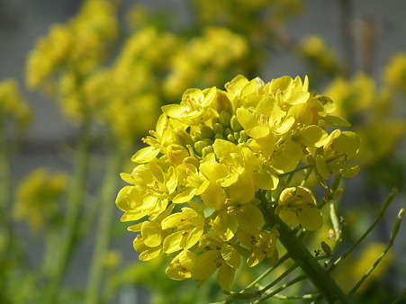 DSCF0164