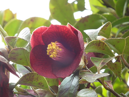 DSCF0220