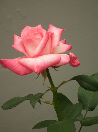 DSCF0734