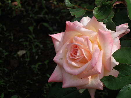 DSCF0258