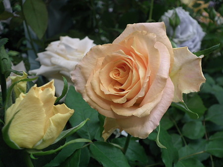 DSCF0542