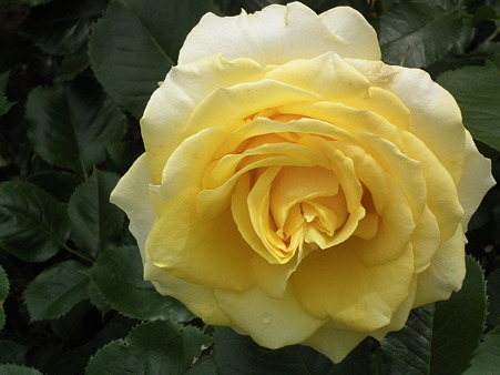 DSCF0224