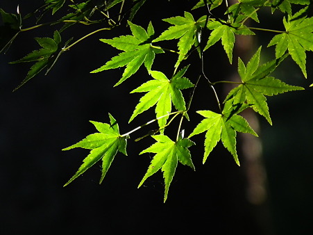智光山 465
