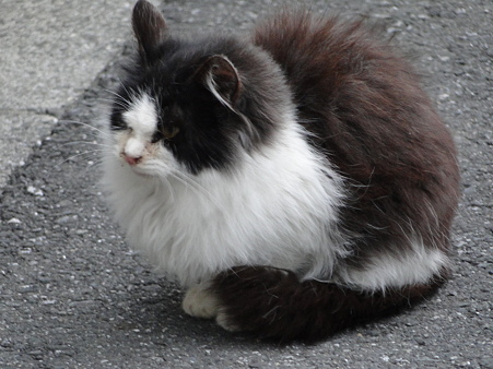 フワフワ毛玉にゃんこ