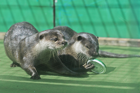 tokyowildlife110924107