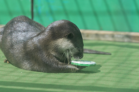 tokyowildlife110924110