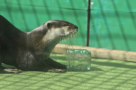 tokyowildlife110924131