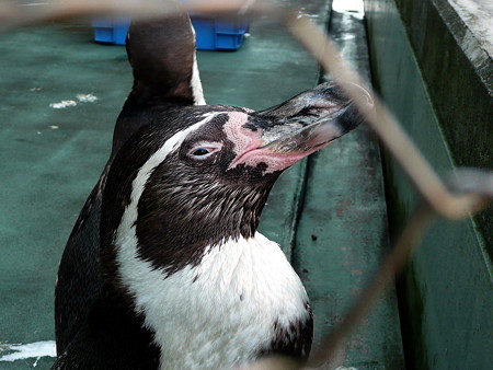 フンボルトペンギン