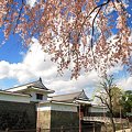 駿府城東御門と桜