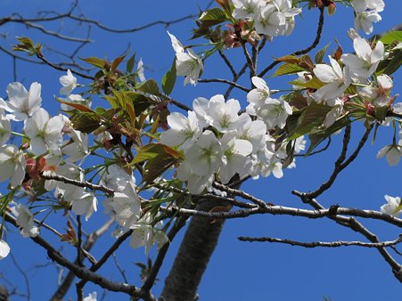 2012年4月8日　長尾川左岸　大島桜