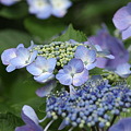 額紫陽花！
