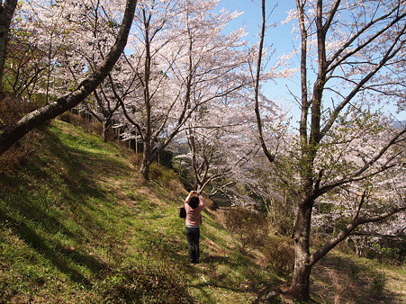 2012 桜 延岡