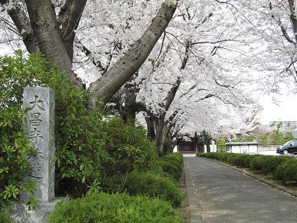 大昌寺参道の桜−1