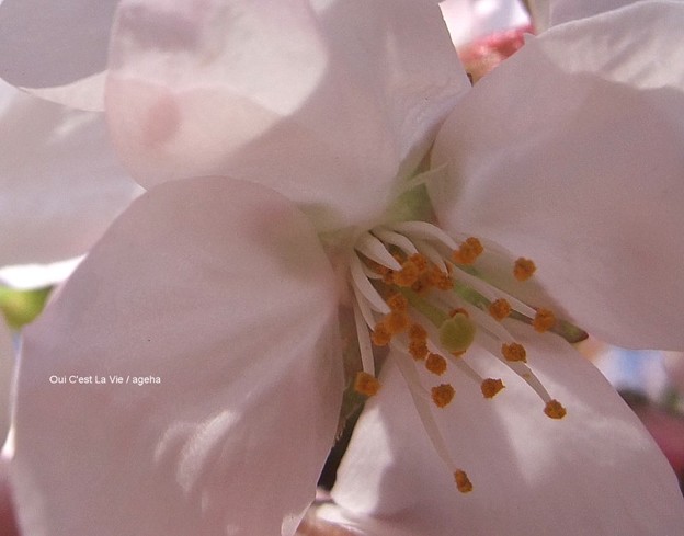 桜2012。受粉したくなるー。