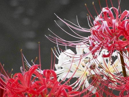 紅白の曼珠沙華