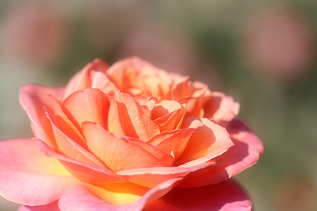 温かみ溢れるバラの花～～