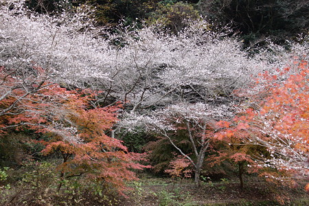 小原の四季桜７