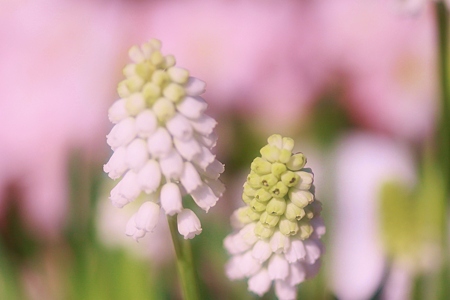 白いムスカリの花