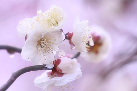 春来たりて梅花は仄かに ♪♪♪