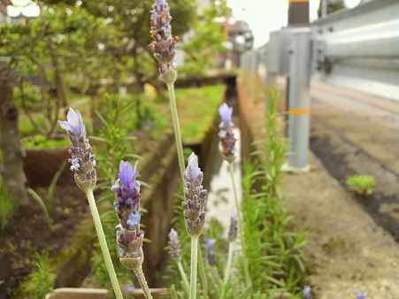 Lavender dentata