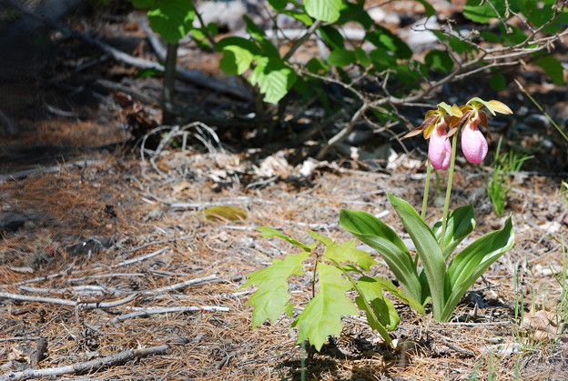 A Pair of Pink Lady&#039;s Slippers 5-19-12