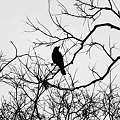 Photos: the crow